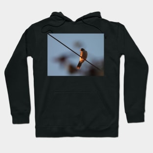 Noisy Miner bird on a wire Hoodie